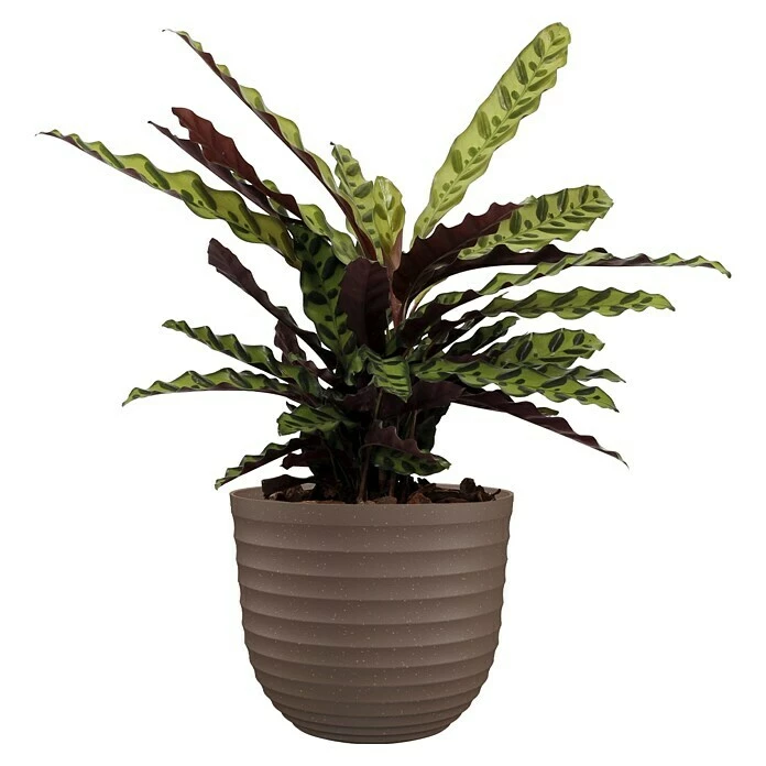 BAUHAUS Artevasi Pflanzkübel Rund Havana Waves Außenmaß (Ø X H): 50 X 41,5 Cm, Kunststoff, Beige – Bild 2