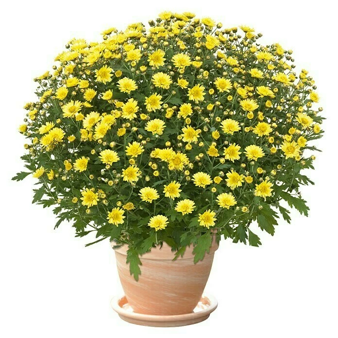 BAUHAUS Pflanztopf Levante Außenmaß (Ø X H): 21 X 18 Cm, Naturmaterialien, Hell Marmoriert – Bild 2