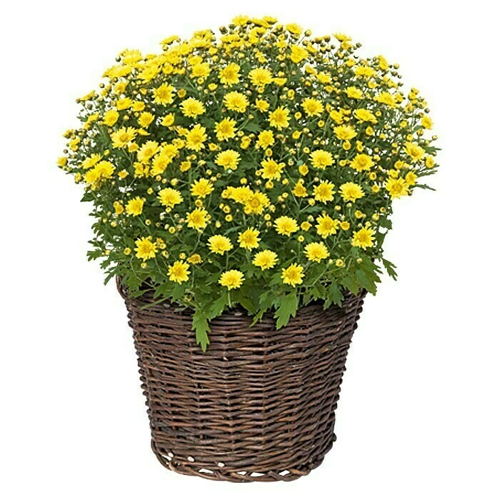 BAUHAUS Weidenkorb Außenmaß (Ø X H): 30 X 22 Cm, Natur – Bild 3