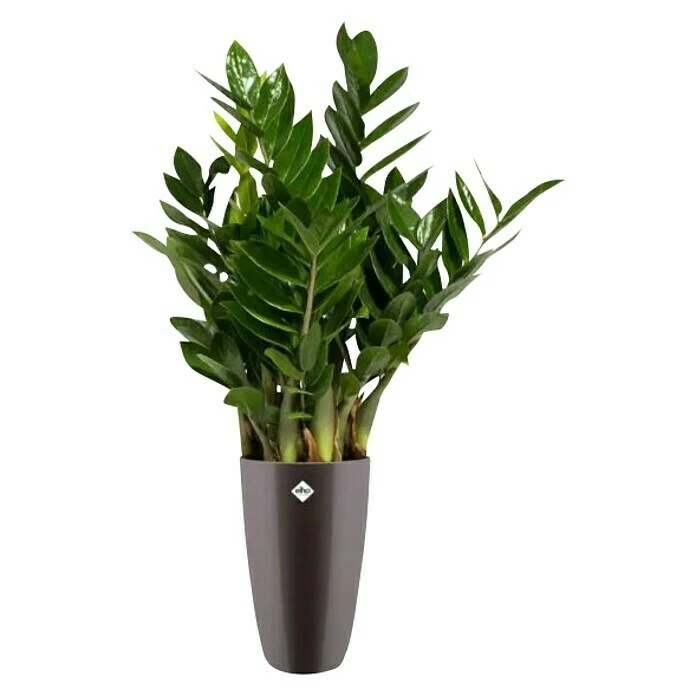 BAUHAUS Elho Brussels Diamond Übertopf Rund Round High Außenmaß (Ø X H): 32 X 55 Cm, Oyster Pearl, Kunststoff, Glänzend – Bild 3