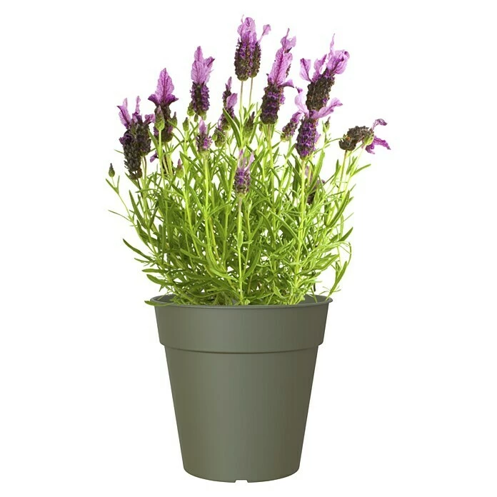 BAUHAUS Artevasi Madagascar Pflanztopf Außenmaß (Ø X H): 15 X 14,2 Cm, Kunststoff, Olivgrün – Bild 2