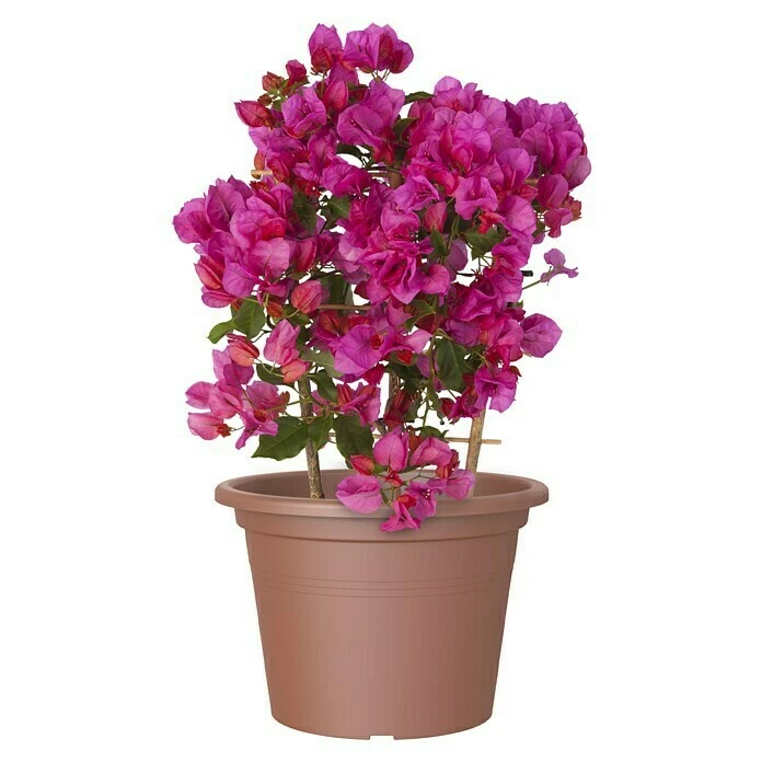 BAUHAUS Artevasi Venezia Pflanztopf Cilindro Außenmaß (Ø X H): 45 X 31,8 Cm, Kunststoff, Terracotta – Bild 2