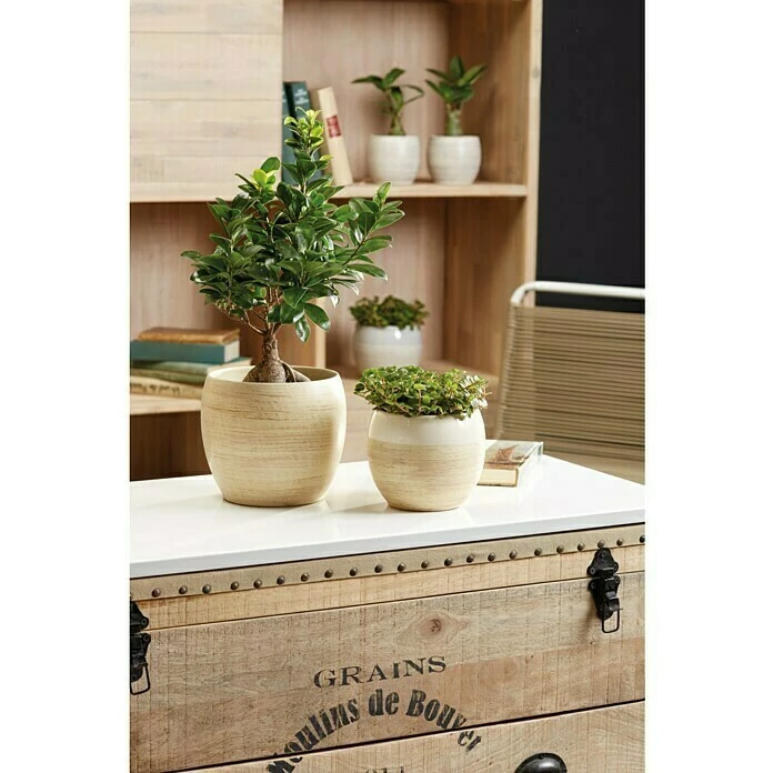 BAUHAUS SK Übertopf Rund Alberta Fashion Außenmaß (Ø X H): 12 X 10 Cm, Creme, Keramik, Holzoptik – Bild 2