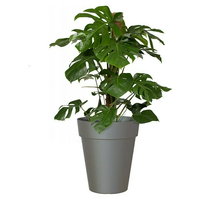 BAUHAUS Artevasi Capri Pflanztopf Außenmaß (Ø X H): 40 X 46,3 Cm, Kunststoff, Anthrazit – Bild 2