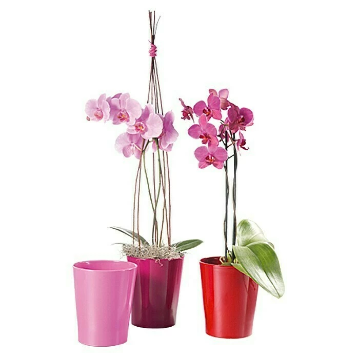 BAUHAUS SK Orchideentopf Merina Candy Außenmaß (Ø X H): 14 X 15 Cm, Keramik, Bordeaux, Glänzend – Bild 3