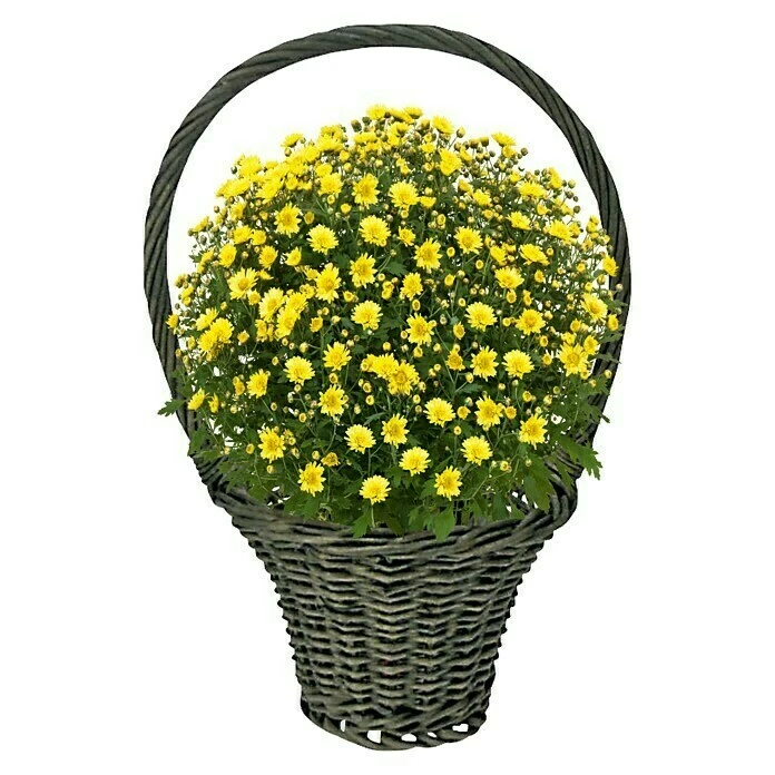 BAUHAUS Weidenkorb Ø X H: 30 X 50 Cm, Grau – Bild 2