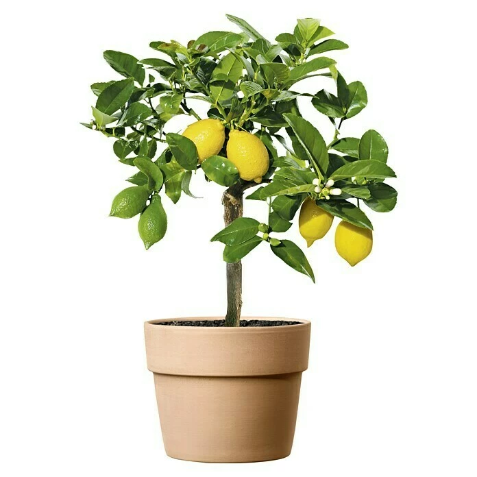 BAUHAUS Deroma Pflanztopf Perfetto Außenmaß (Ø X H): 24 X 19,7 Cm, Naturmaterialien, Waschweiß – Bild 2