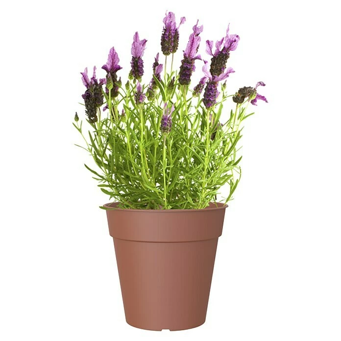 BAUHAUS Artevasi Madagascar Pflanztopf Außenmaß (Ø X H): 27 X 25 Cm, Kunststoff, Terrakotta – Bild 2