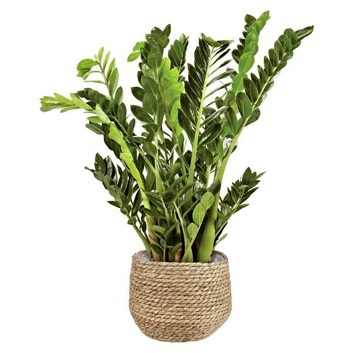 BAUHAUS Übertopf Rund Jorck Außenmaß (Ø X H): 26 X 24 Cm, Hellbraun – Bild 2