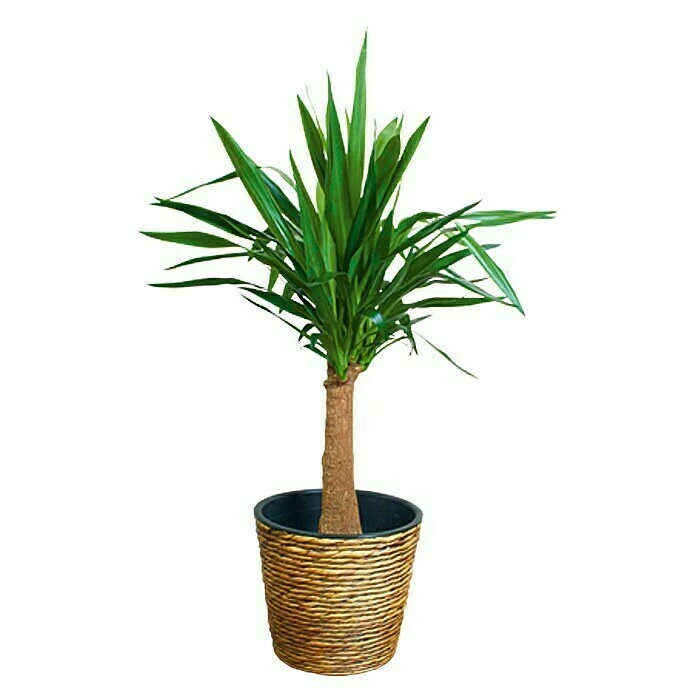 BAUHAUS A.H.G. Übertopf Rund Außenmaß (Ø X H): 30 X 26 Cm, Natur