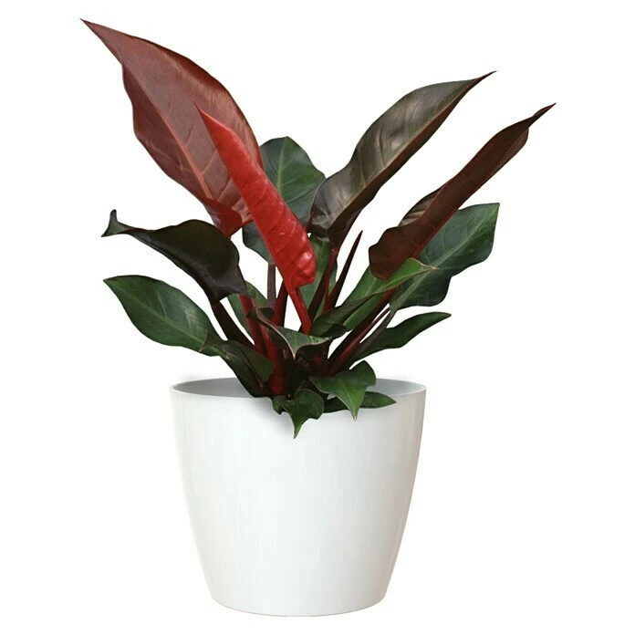 BAUHAUS Artevasi San Remo Übertopf Rund Außenmaß (Ø X H): 25 X 23 Cm, Weiß – Bild 2