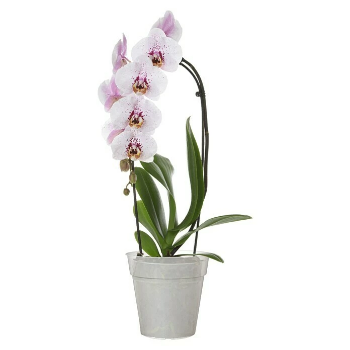 BAUHAUS Artevasi Madagascar Orchideentopf Außenmaß (Ø X H): 13 X 12,4 Cm, Kunststoff, Transparent