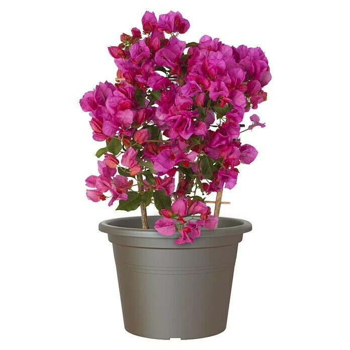 BAUHAUS Artevasi Venezia Pflanztopf Cilindro Außenmaß (Ø X H): 50 X 36 Cm, Kunststoff, Bronze – Bild 2