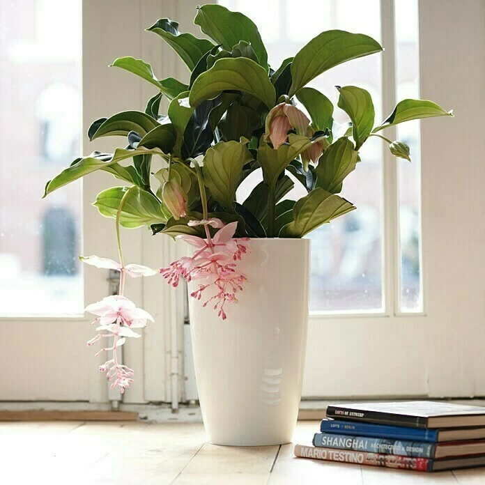 BAUHAUS Elho Brussels Diamond Übertopf Rund Round High Außenmaß (Ø X H): 32 X 55 Cm, Weiß, Kunststoff, Glänzend – Bild 2