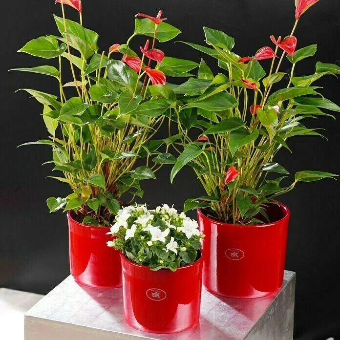 BAUHAUS SK Übertopf Rund Miami Außenmaß (Ø X H): 18 X 15 Cm, Bordeaux, Keramik, Glänzend – Bild 2