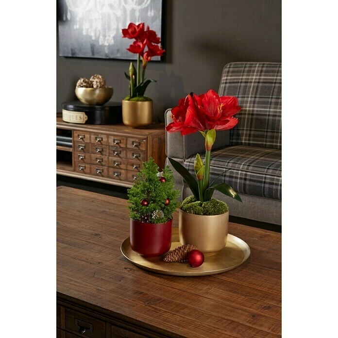 BAUHAUS Soendgen Keramik Übertopf Rund Bari Außenmaß (Ø X H): 13 X 12 Cm, Perlgold, Keramik, Matt – Bild 2