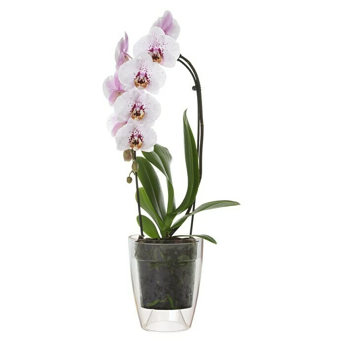 BAUHAUS Artevasi Orchideentopf Fiji Außenmaß (Ø X H): 12,5 X 15 Cm, Kunststoff, Transparent – Bild 2