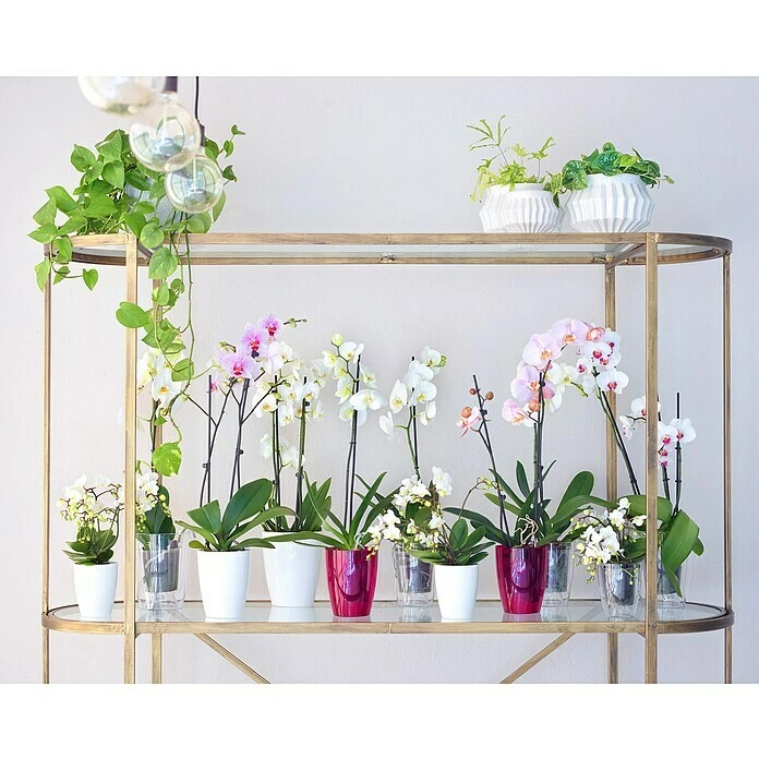 BAUHAUS Artevasi Orchideentopf Fiji Außenmaß (Ø X H): 12,5 X 15 Cm, Kunststoff, Transparent – Bild 3