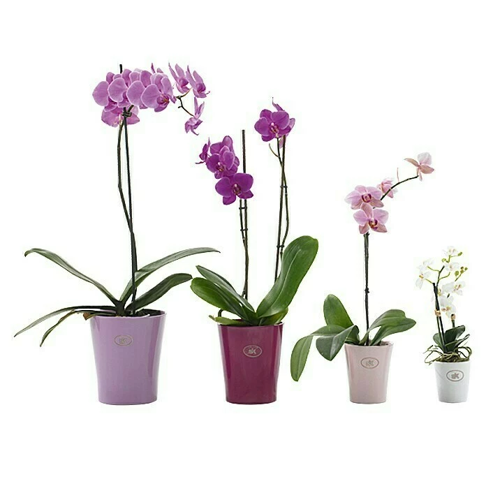 BAUHAUS SK Orchideentopf Merina Außenmaß (Ø X H): 16 X 18 Cm, Keramik, Lavendel, Glänzend – Bild 2