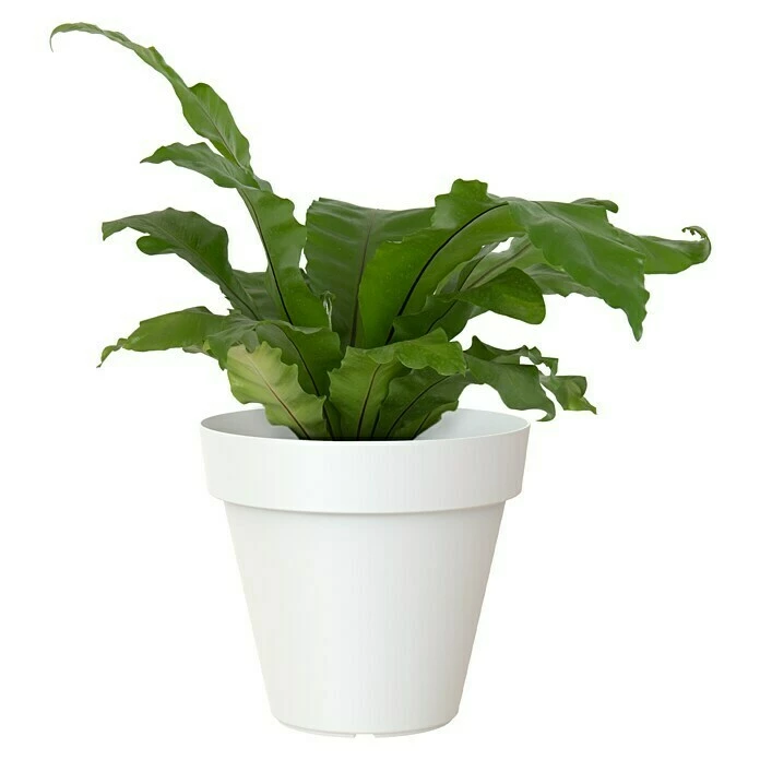 BAUHAUS Artevasi Capri Pflanztopf Außenmaß (Ø X H): 20 X 18,9 Cm, Kunststoff, Weiß – Bild 2