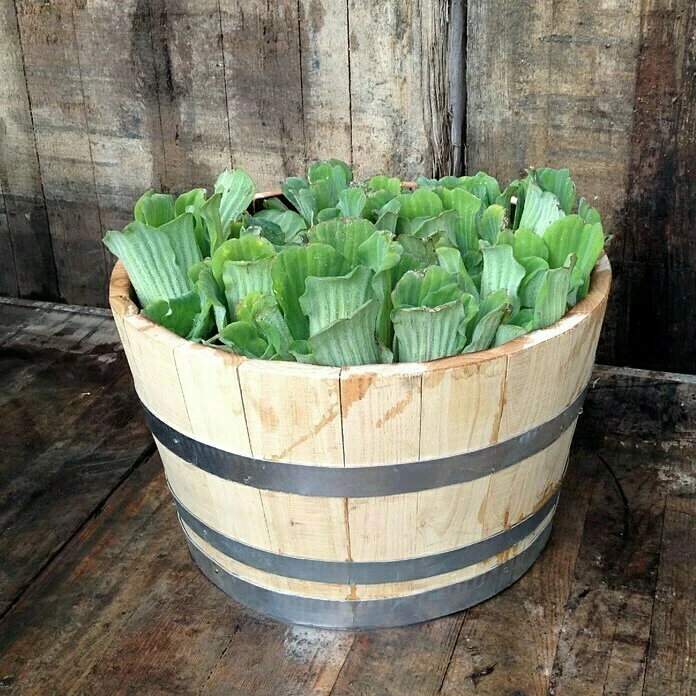 BAUHAUS Blumenkübel Ø X H: 40 X 22 Cm, 25 L – Bild 2