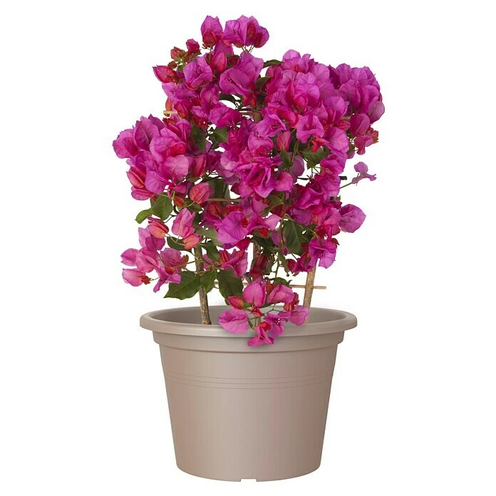 BAUHAUS Artevasi Venezia Pflanztopf Cilindro Außenmaß (Ø X H): 50 X 36 Cm, Kunststoff, Taupe – Bild 2