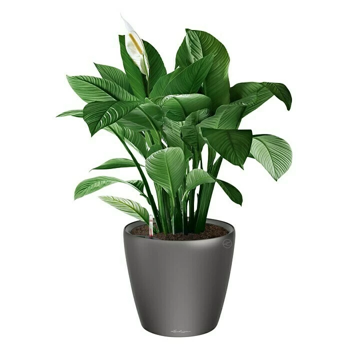 BAUHAUS Lechuza Pflanztopf CLASSICO Premium LS Außenmaß (Ø X H): 36 X 32,5 Cm, Kunststoff, Anthrazit Metallic – Bild 2