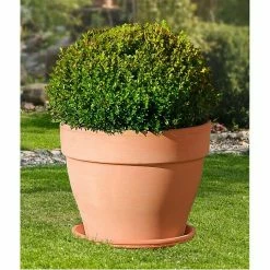 BAUHAUS Deroma White Garden Pflanztopf Montelupo Set Außenmaß (Ø X H): 27 X 24,5 Cm, Naturmaterialien, Tonweiß