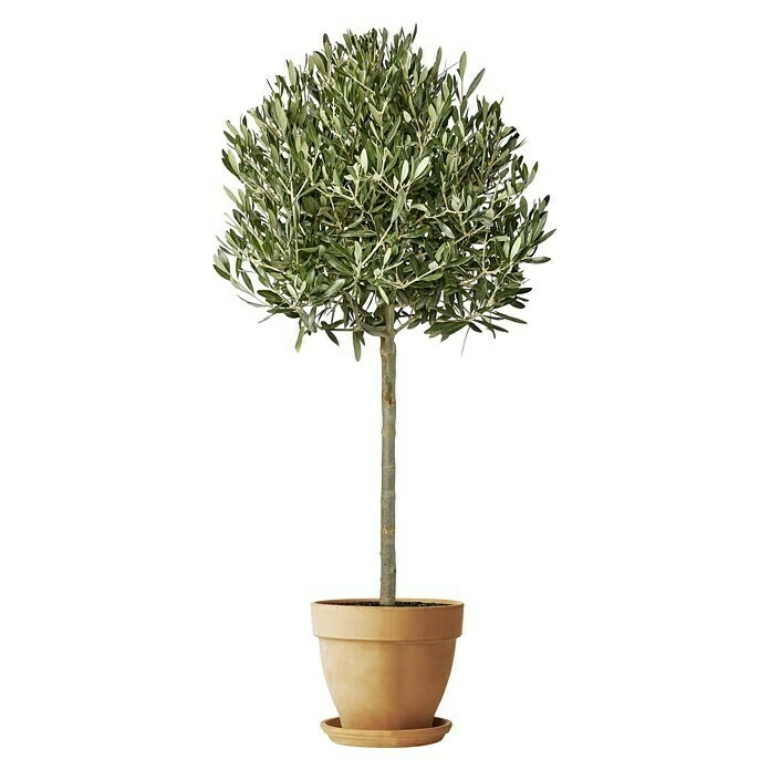 BAUHAUS Deroma White Garden Pflanztopf Montelupo Set Außenmaß (Ø X H): 27 X 24,5 Cm, Naturmaterialien, Tonweiß – Bild 2