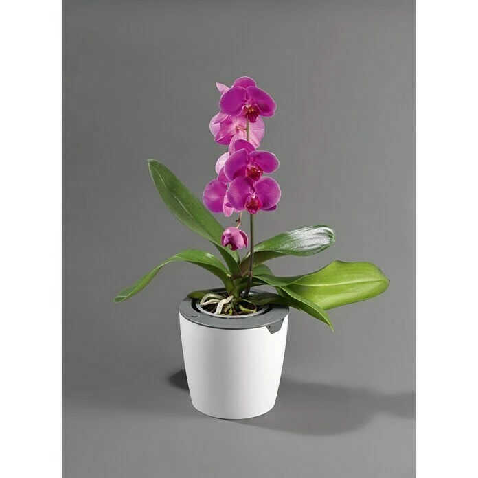 BAUHAUS Lazy Leaf Übertopf Rund Außenmaß (Ø X H): 17 X 16 Cm, Weiß, Kunststoff, Matt – Bild 2