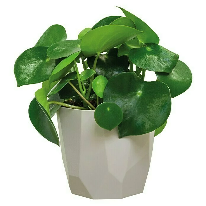 BAUHAUS Elho Übertopf Rund B.for Rock Außenmaß (Ø X H): 16,1 X 14,8 Cm, Warm Grey – Bild 2