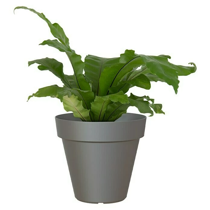 BAUHAUS Artevasi Capri Pflanztopf Außenmaß (Ø X H): 25 X 21,5 Cm, Kunststoff, Anthrazit – Bild 2