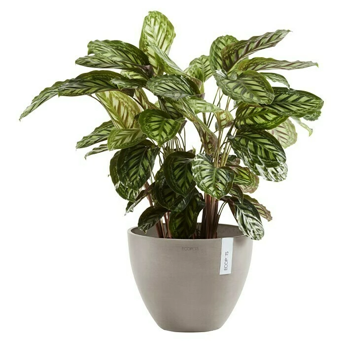 BAUHAUS Ecopots Pflanztopf Antwerpen Außenmaß (Ø X H): 30 X 25,5 Cm, Kunststoff, Taupe – Bild 2