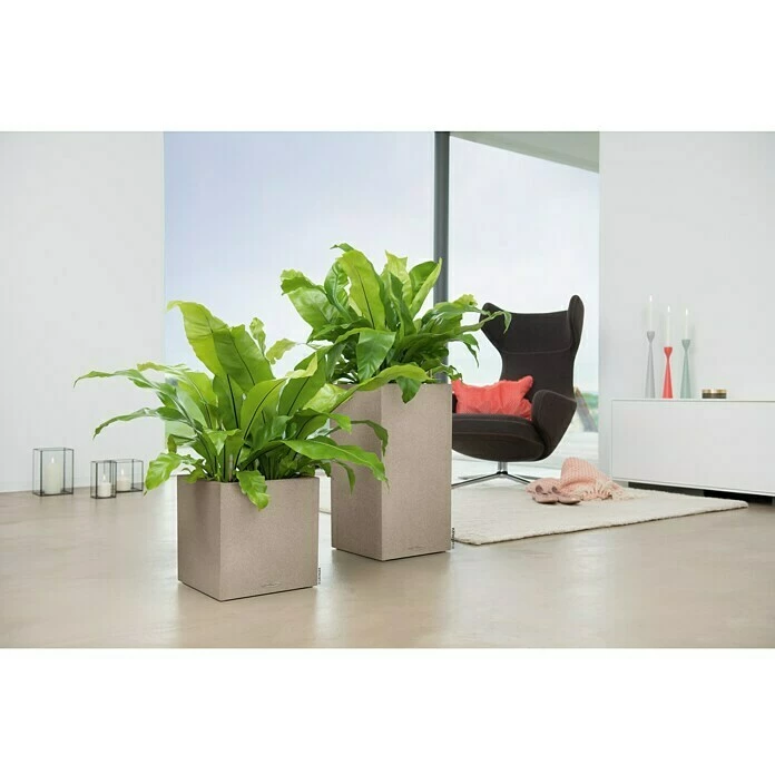 BAUHAUS Lechuza Color Pflanzkasten Canto Außenmaß (L X B X H): 30 X 30 X 30 Cm, Kunststoff, Sandbeige – Bild 3