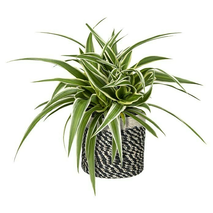 BAUHAUS Pflanzkorb Bonaparte Außenmaß (Ø X H): 14 X 14 Cm, Naturmaterialien, Schwarz/Weiß – Bild 2