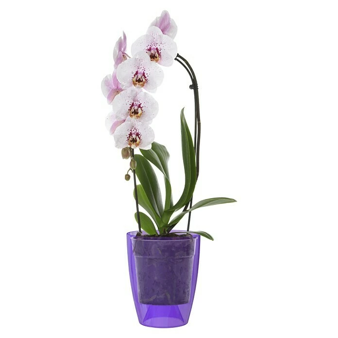 BAUHAUS Artevasi Orchideentopf Fiji Außenmaß (Ø X H): 12,5 X 15 Cm, Kunststoff, Lila – Bild 2