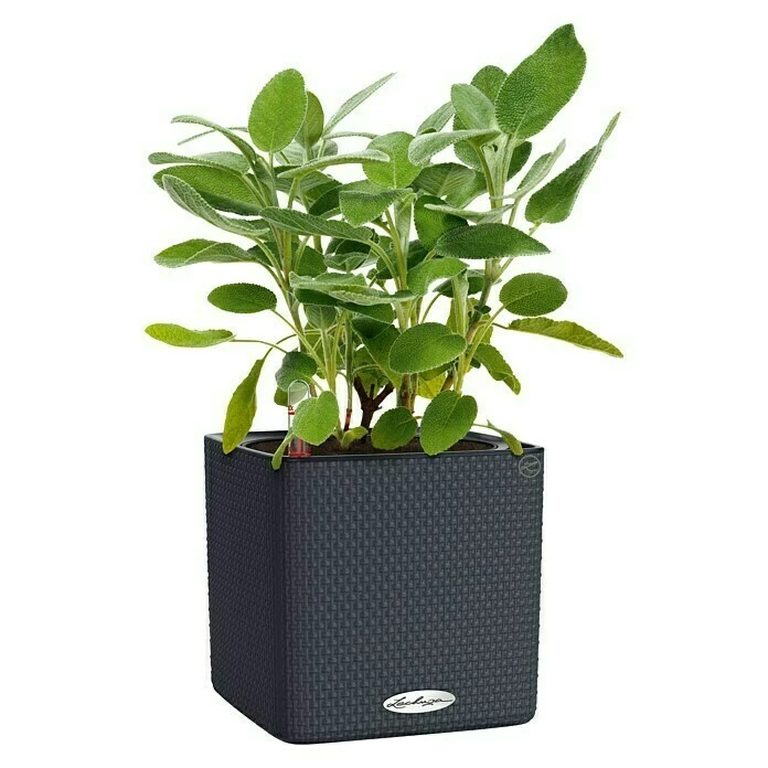 BAUHAUS Lechuza Color Pflanzkasten Cube Außenmaß (L X B X H): 17 X 17 X 16 Cm, Kunststoff, Schiefergrau – Bild 2