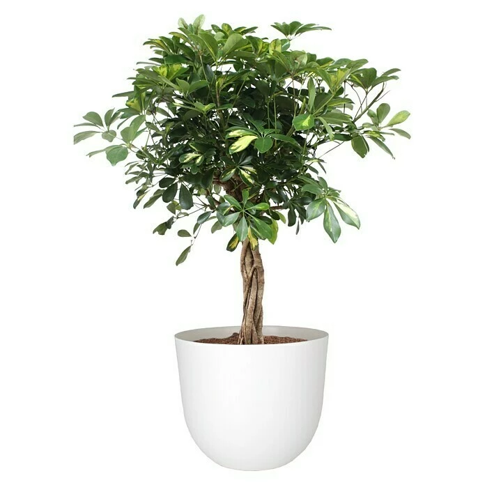 BAUHAUS Artevasi Pflanztopf Havana Natural Außenmaß (Ø X H): 40 X 33,2 Cm, Kunststoff, Granit – Bild 2