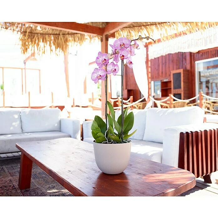 BAUHAUS Artevasi Pflanztopf Havana Natural Außenmaß (Ø X H): 40 X 33,2 Cm, Kunststoff, Granit – Bild 3