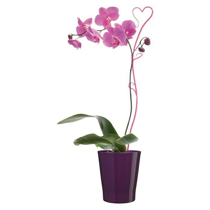 BAUHAUS SK Orchideentopf Merina Candy Außenmaß (Ø X H): 14 X 15 Cm, Keramik, Aubergine, Glänzend – Bild 2