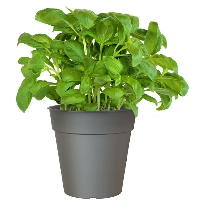 BAUHAUS Artevasi Madagascar Pflanztopf Außenmaß (Ø X H): 30 X 28,5 Cm, Kunststoff, Anthrazit – Bild 2