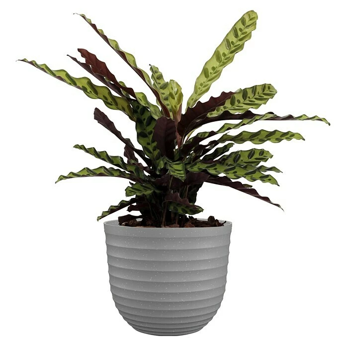 BAUHAUS Artevasi Pflanzkübel Rund Havana Waves Außenmaß (Ø X H): 50 X 41,5 Cm, Kunststoff, Weiß-Grau – Bild 2